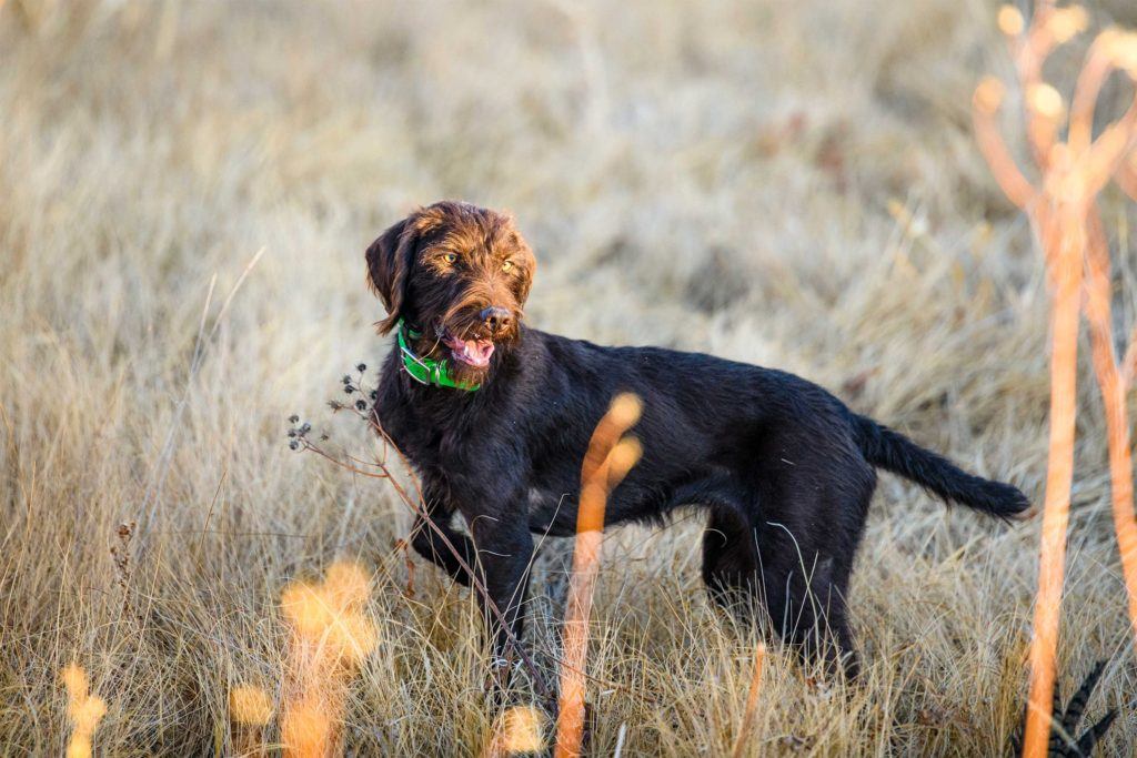 brown hunting dog with a green collar standing in a field