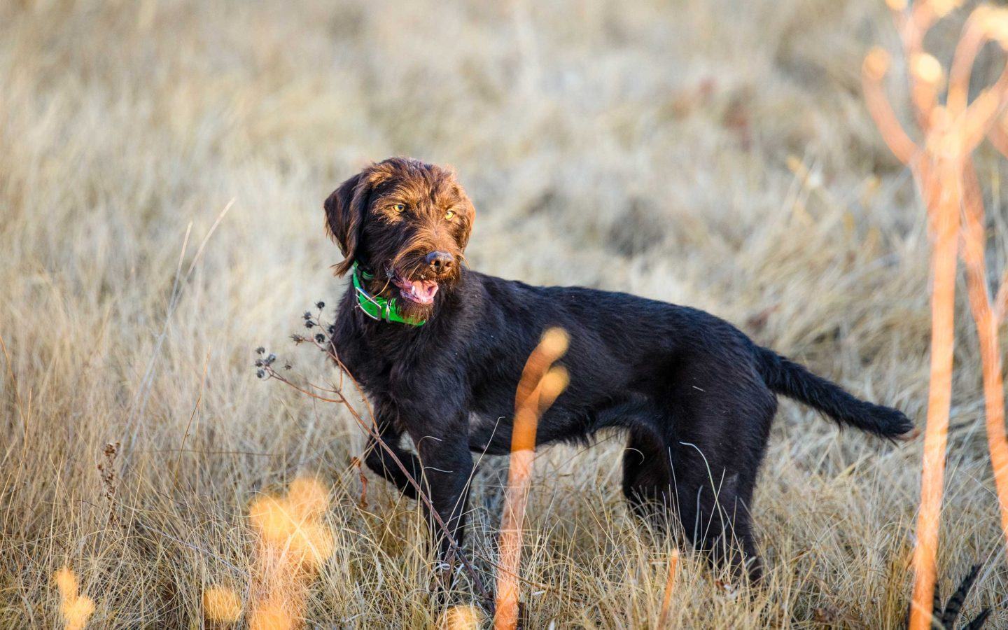brown hunting dog with a green collar standing in a field