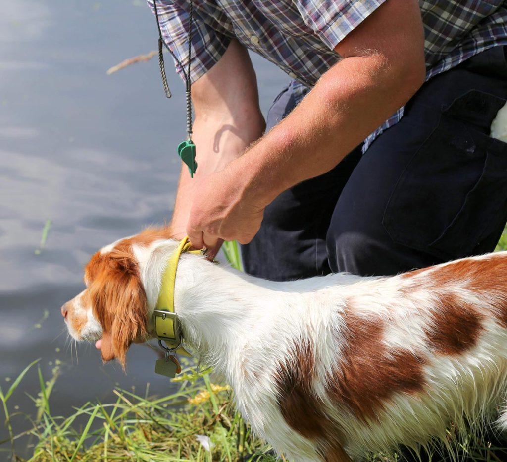 a man holding the collar of a white dog with brown spots