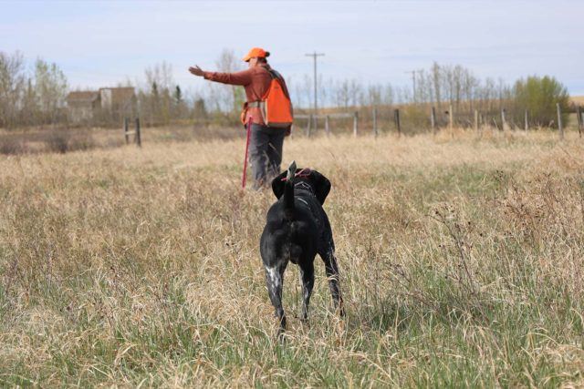 black dog standing in front of person wearing bright orange safety vest