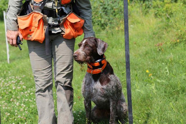 a brown dog with red collar sitting next to a person in hunting gear