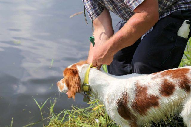 a man holding the collar of a white dog with brown spots