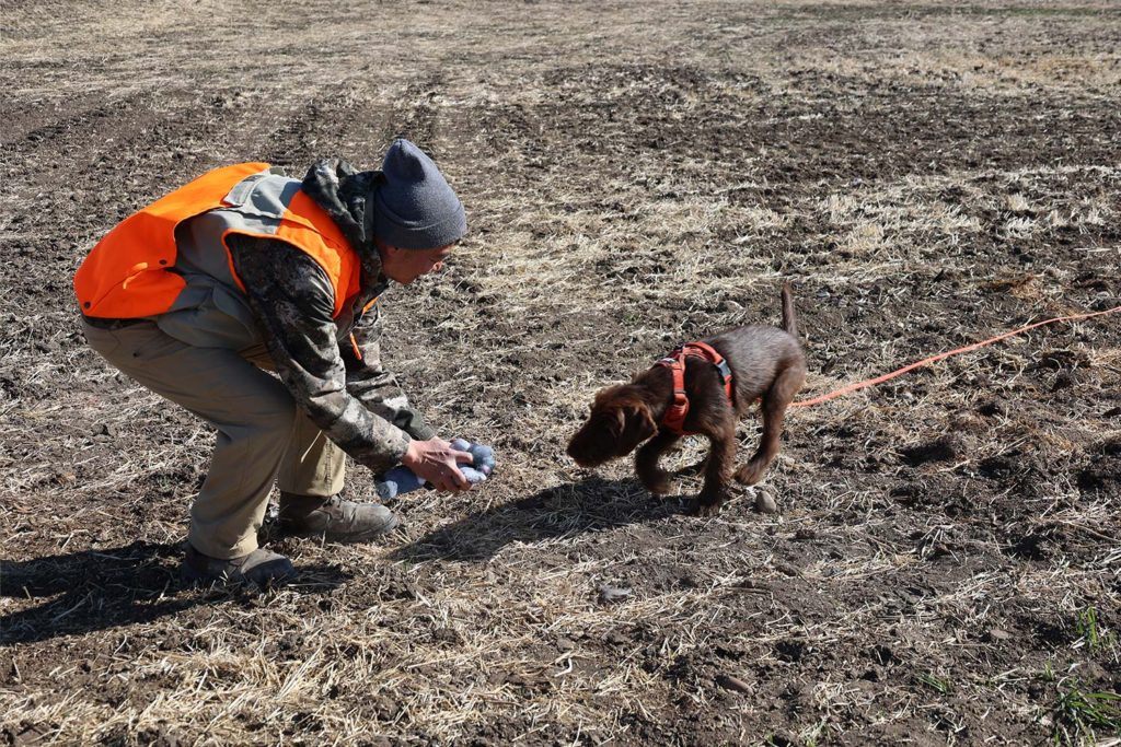 man in orange safety vest bending over next to a brown puppy