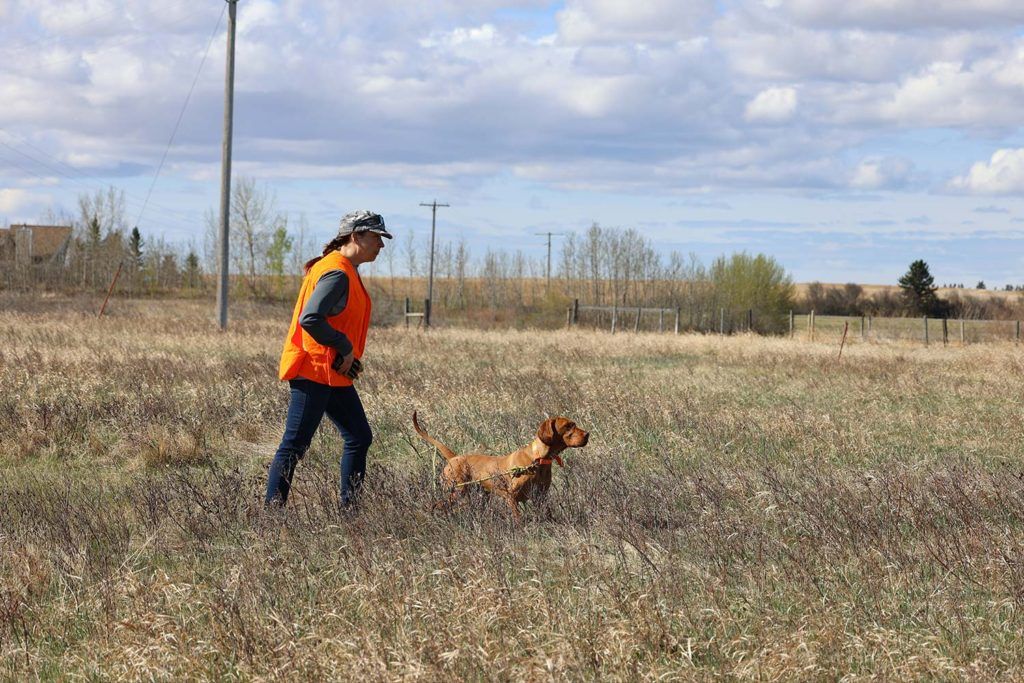 a woman in a bright orange safety vest walking through an open field with a dog