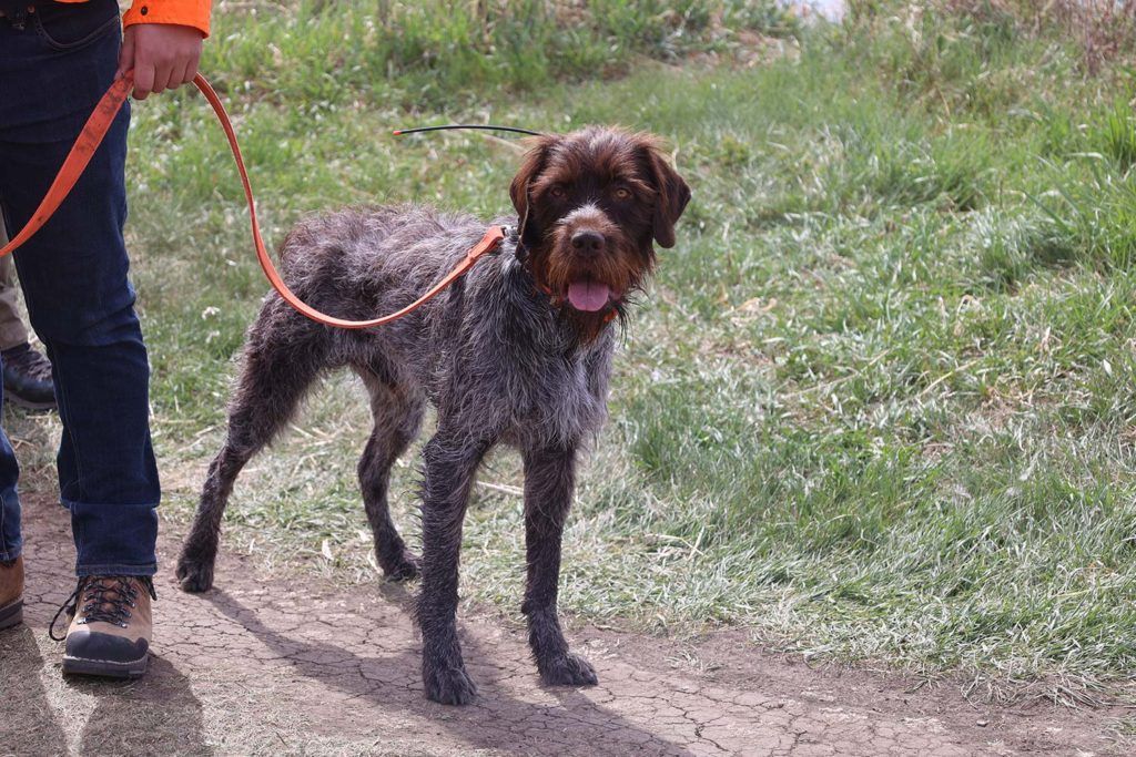 a dog on a red leash being held by a man in black pants and hiking shoes