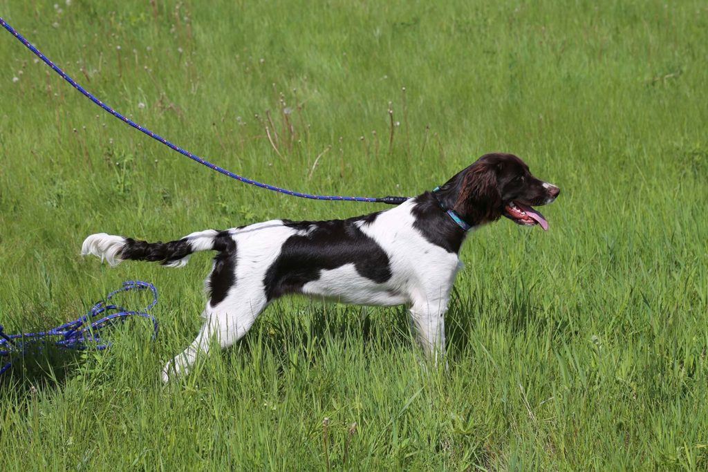 a white dog with brown patches on a blue leash in a green open field