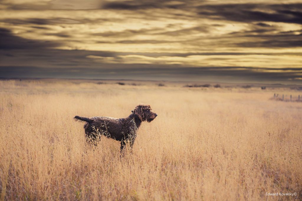 a hunting dog standing in a large open field with tall brown grass