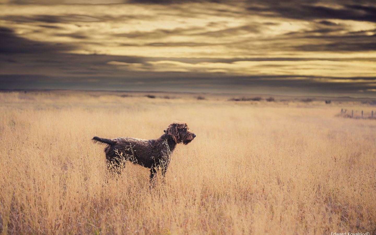a hunting dog standing in a large open field with tall brown grass