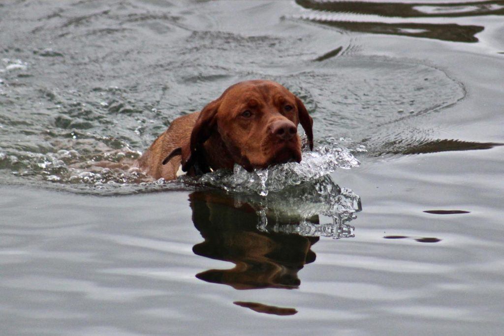 close up photo of a brown dog swimming in a pond