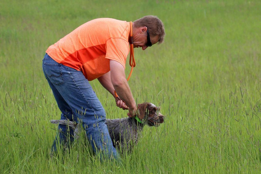 man in bright orange shirt bending over to tie a leash on a hunting dog