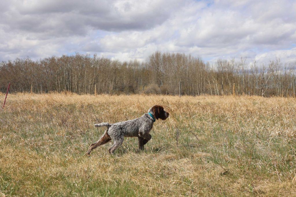 brown dog with white wiry hair and a blue collar standing in a field