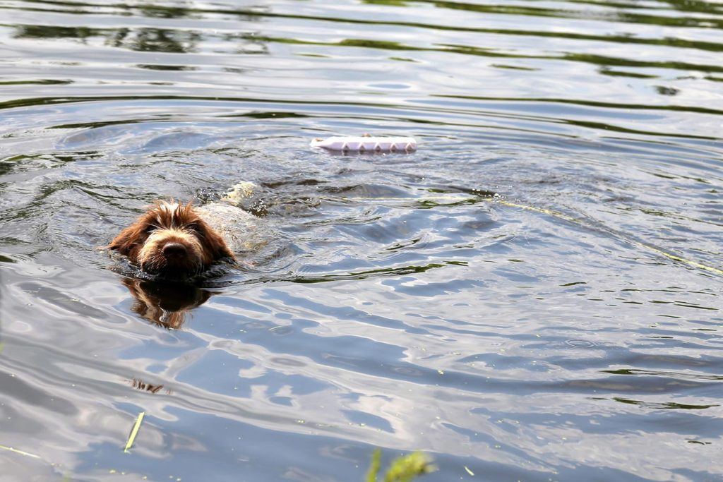 close up photo of a dog swimming in a pond