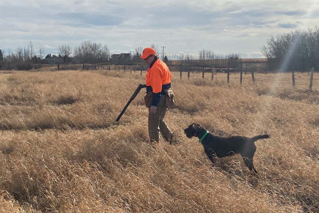 a man holding a gun walking through tall brown grass following by a hunting dog