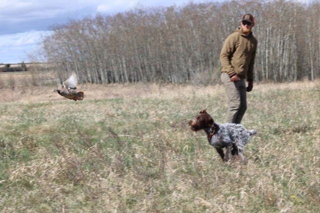 a man standing in a field with a dog and a duck