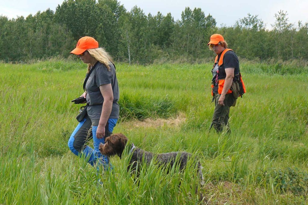 a man and a woman walking in a field with a dog