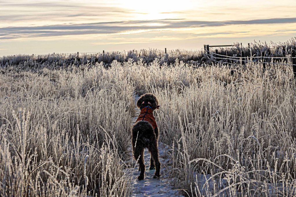 brown dog in a red vest standing in a field covered in snow