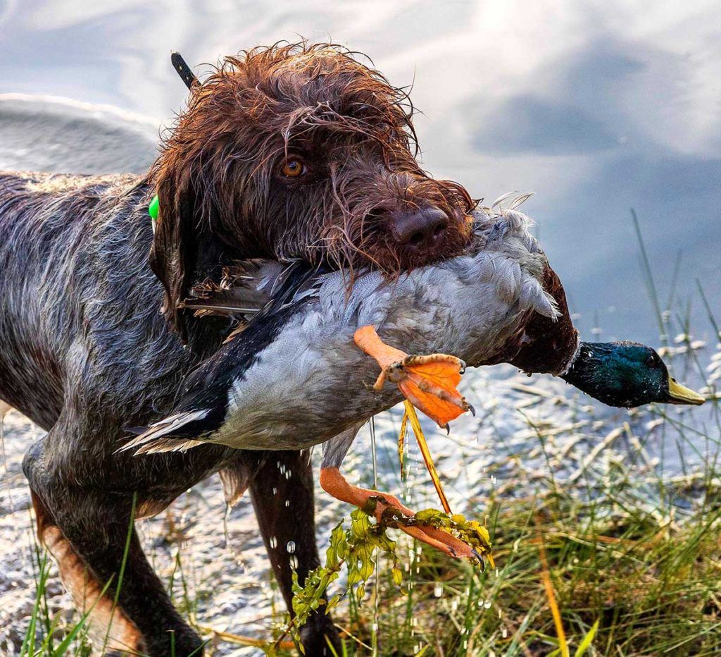 a wet dog holding a duck in its mouth