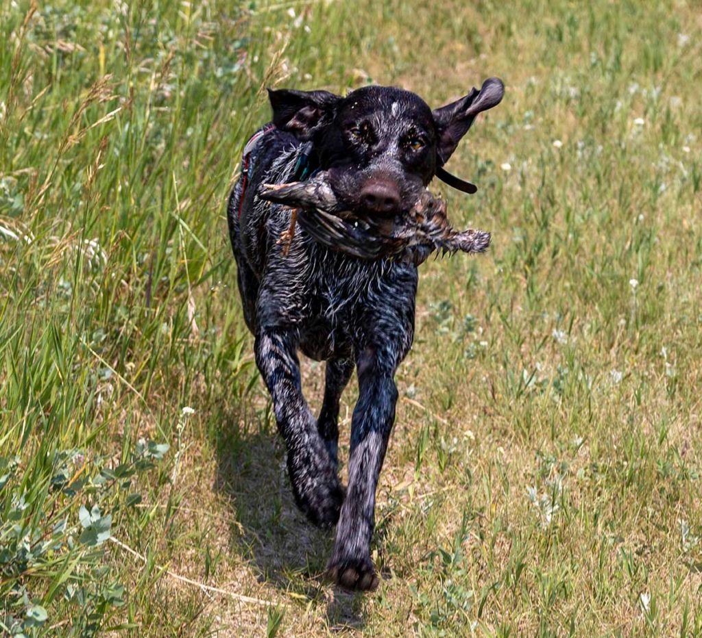 a black dog carrying a duck in its mouth