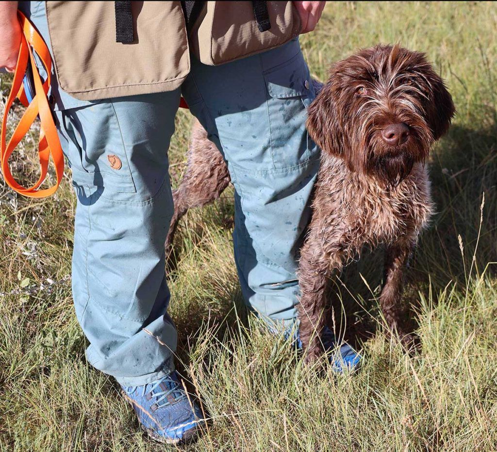 a brown dog looking up and standing next to a person with blue pants