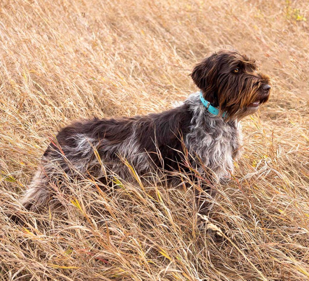 Top Dog: Reagan