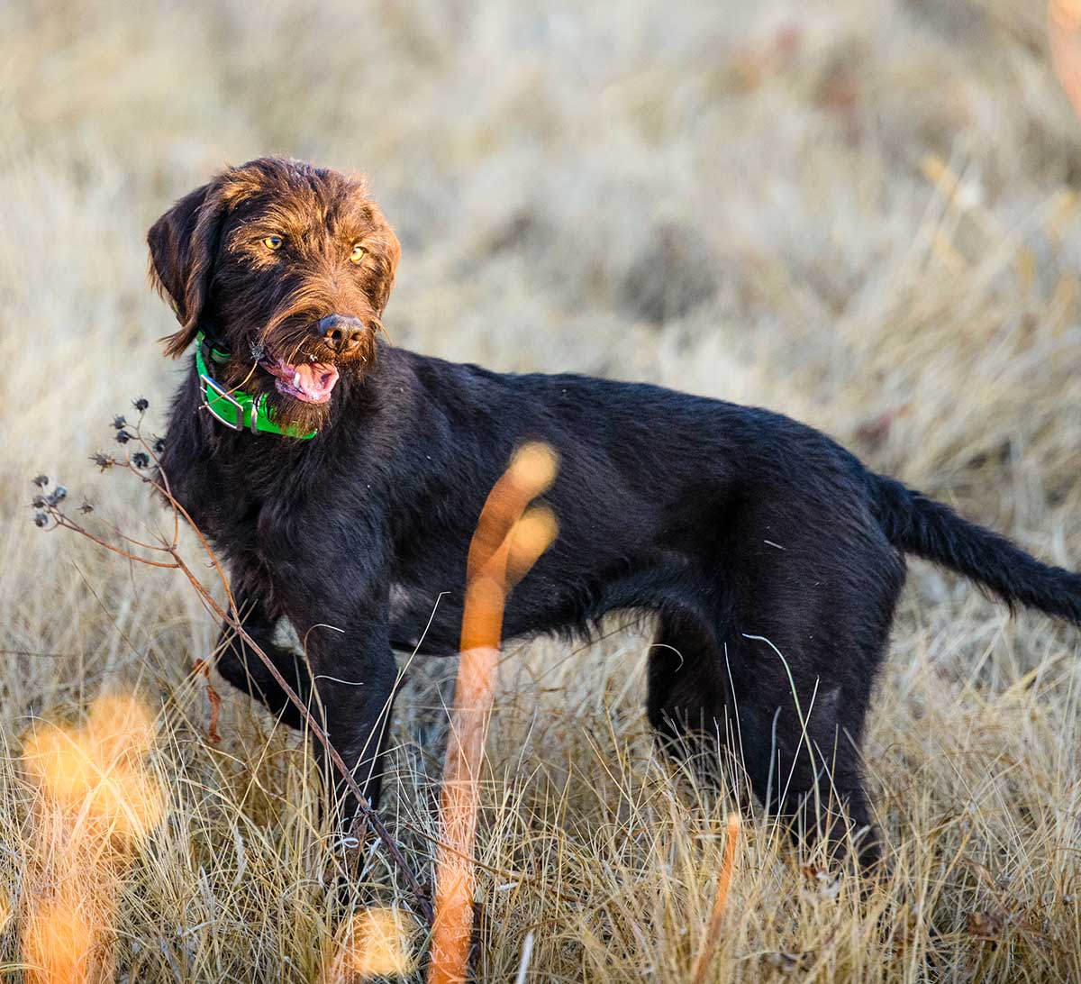 brown hunting dog with a green collar standing in a field