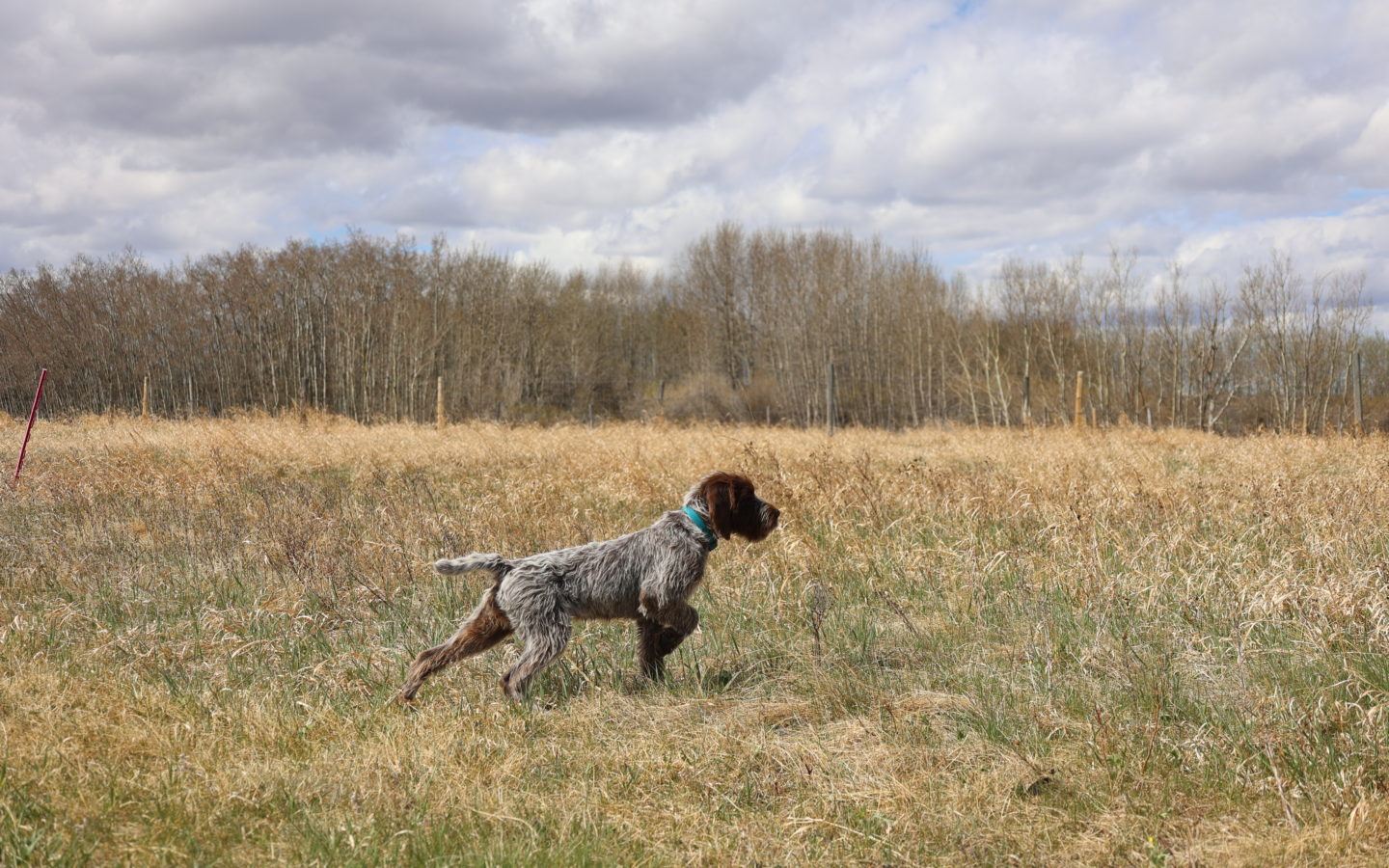 brown dog with white wiry hair and a blue collar standing in a field