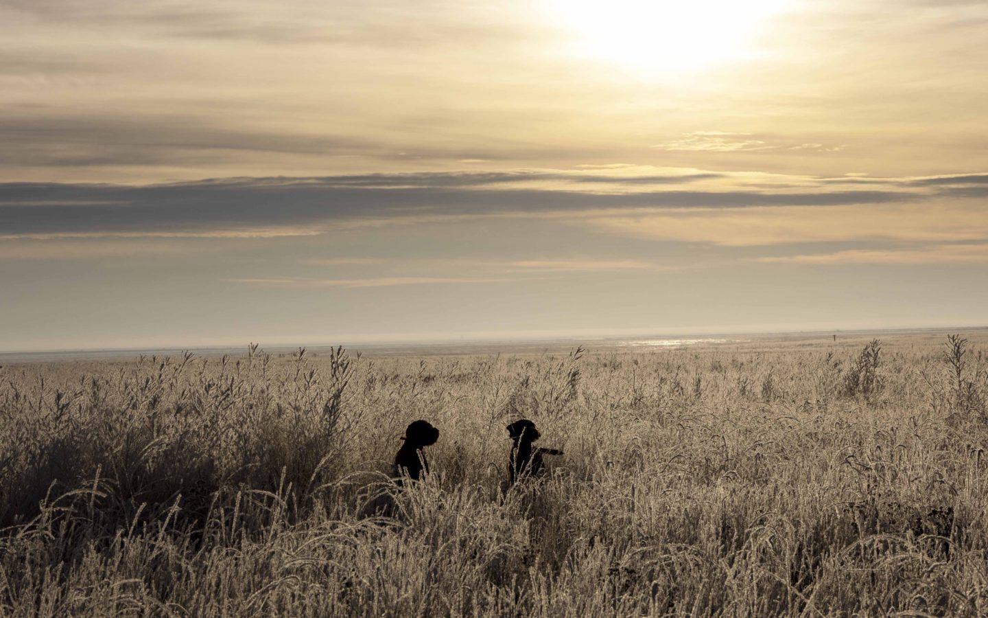 two hunting dogs standing in a large open field with tall brown grass