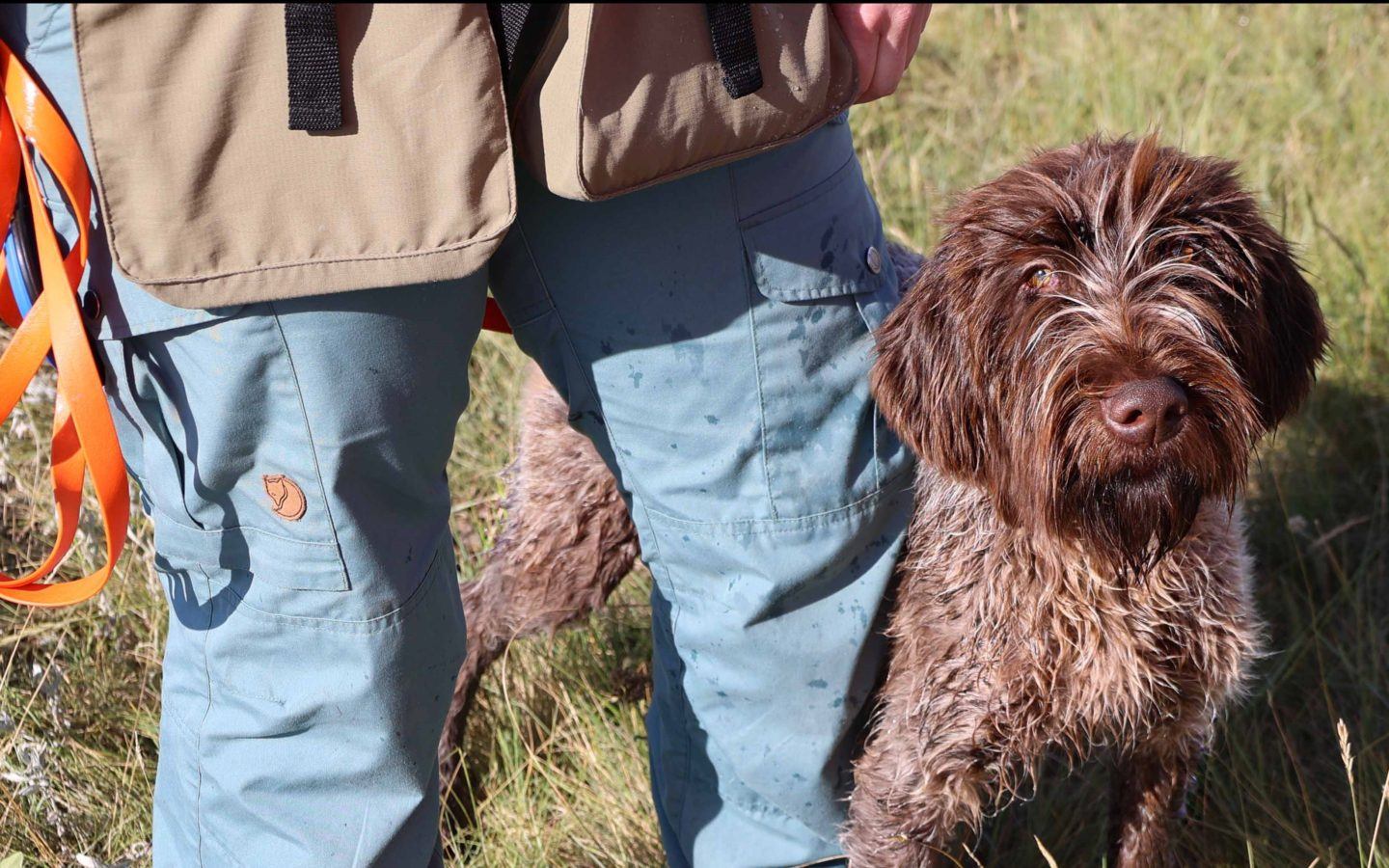 a brown dog looking up and standing next to a person with blue pants
