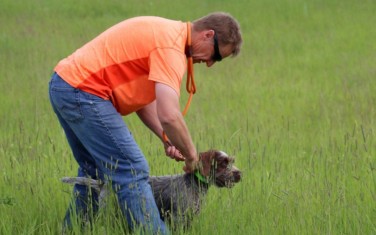 man in bright orange shirt bending over to tie a leash on a hunting dog