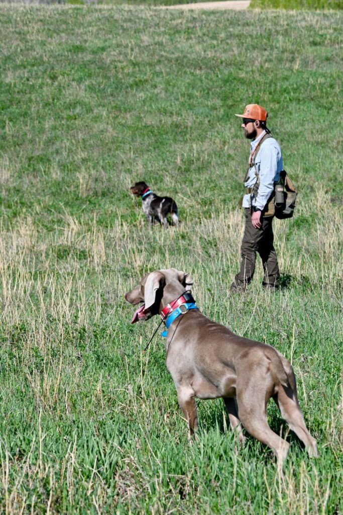 a man and two dogs in a grassy field