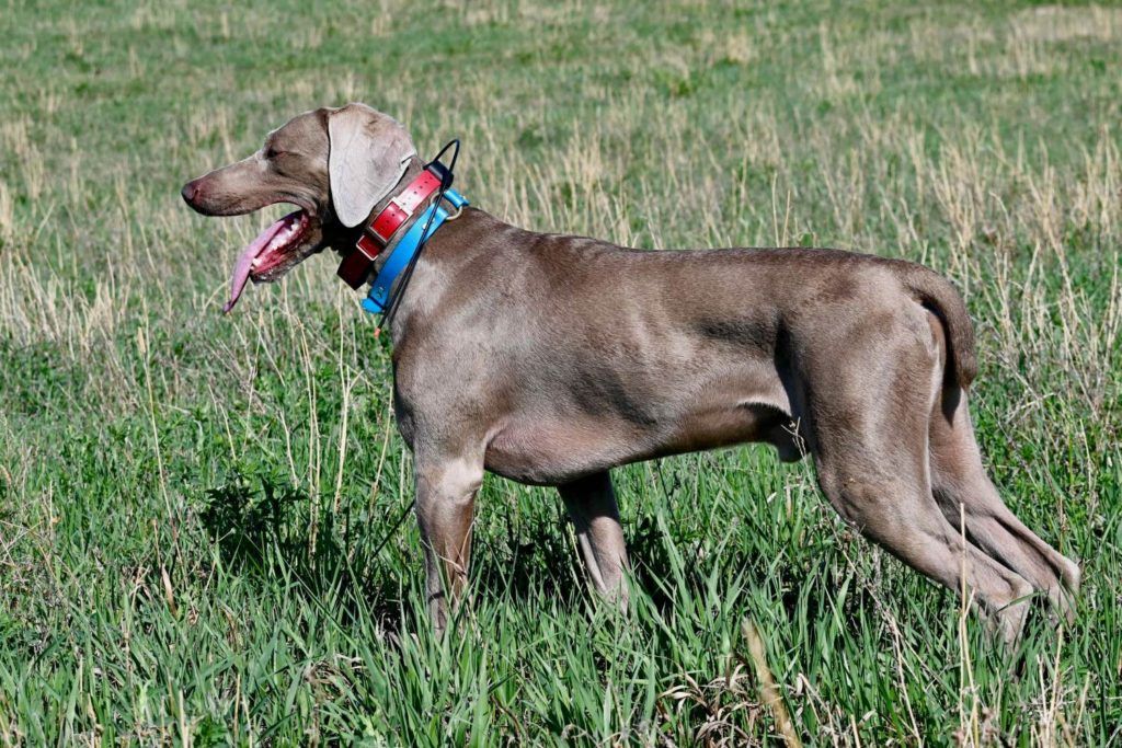 a dog in a grassy field