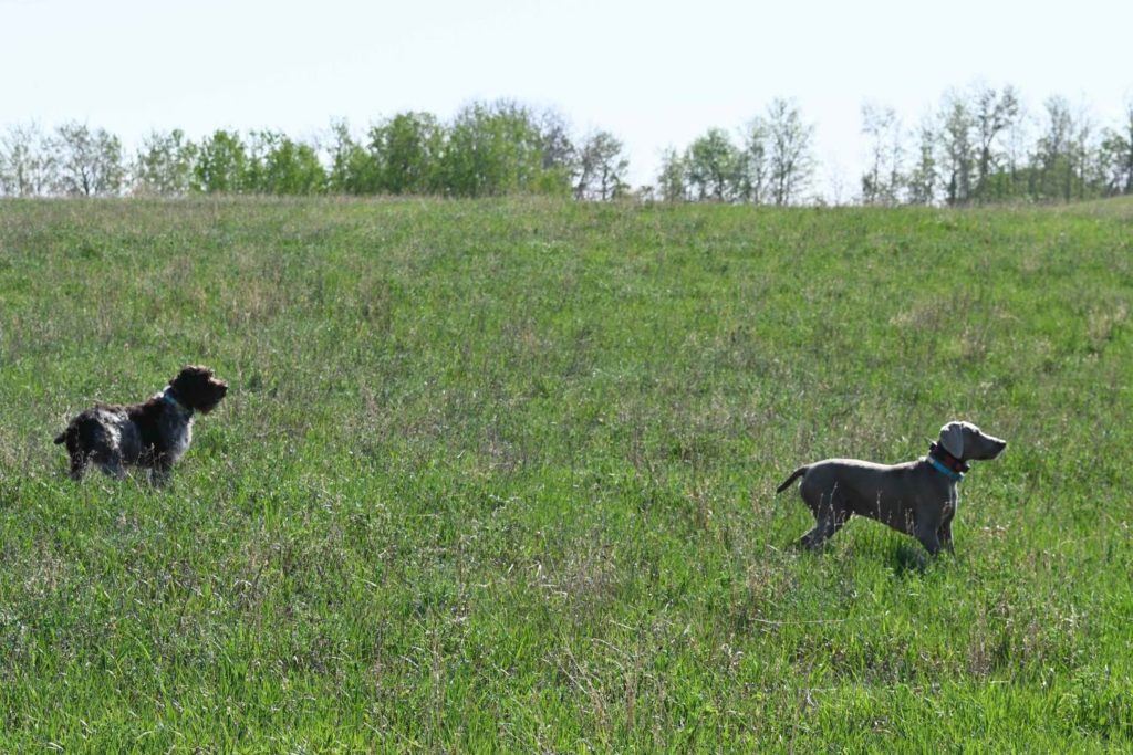 2 dogs walking in grassy field