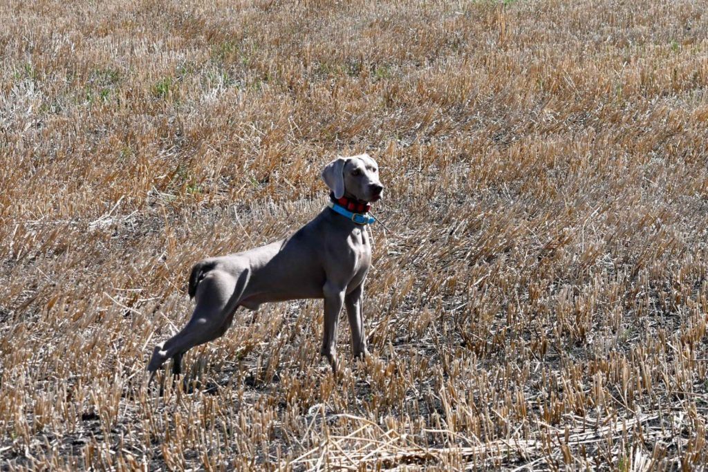 a dog standing in a field of dry grass