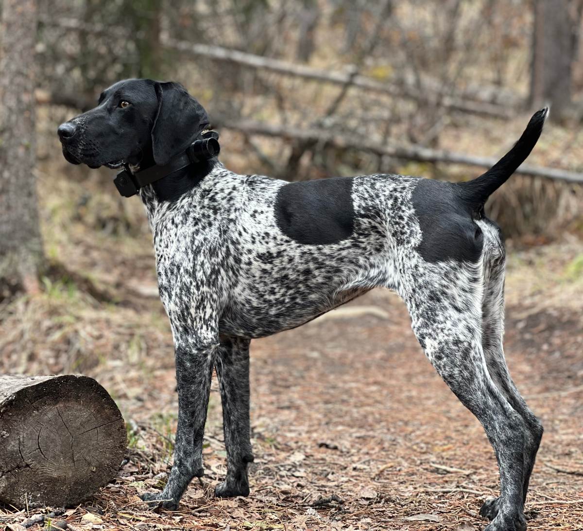 Black and white coloured dog standing near wooden log