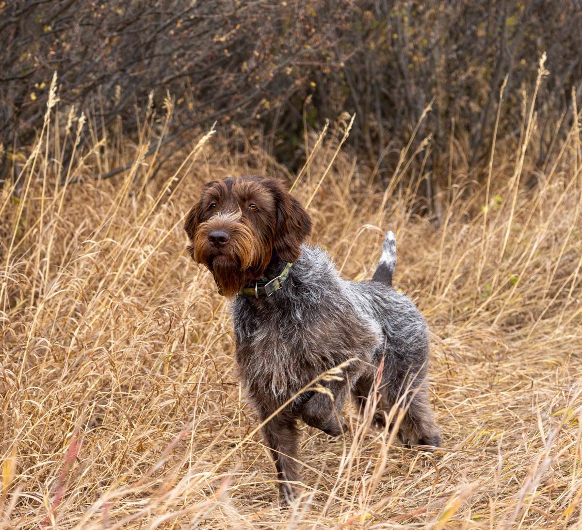 Dog running on the field