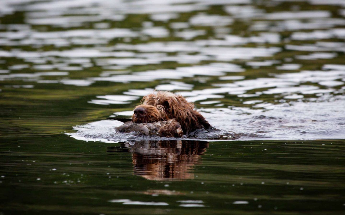 a dog in the water with a bird in its mouth