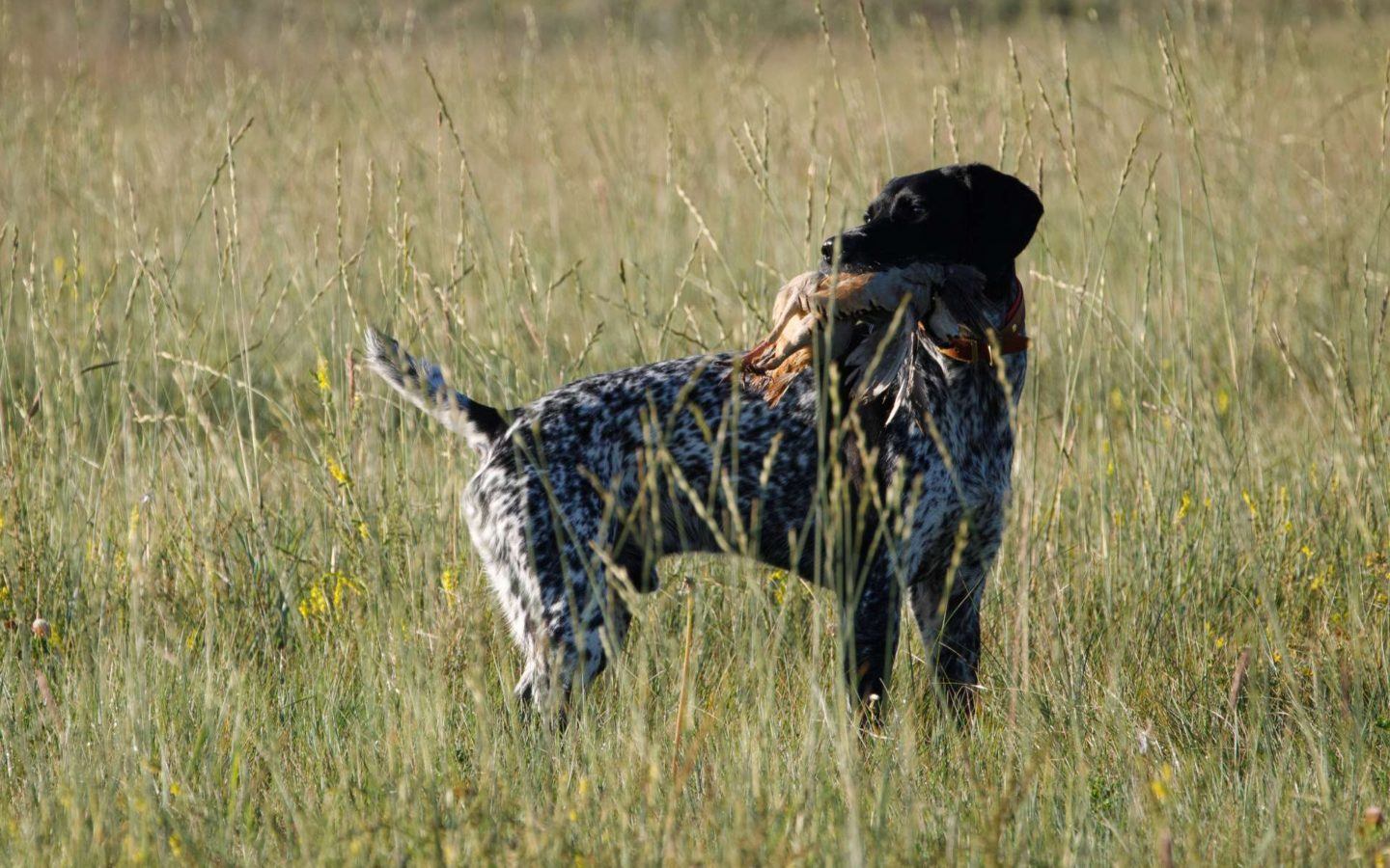 a dog standing in a field with a bird in its mouth